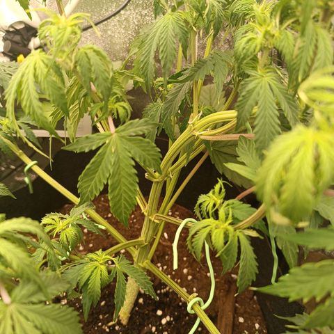 Purple CousKush  growlog timeline photo