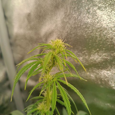 Candy Rain  growlog timeline photo