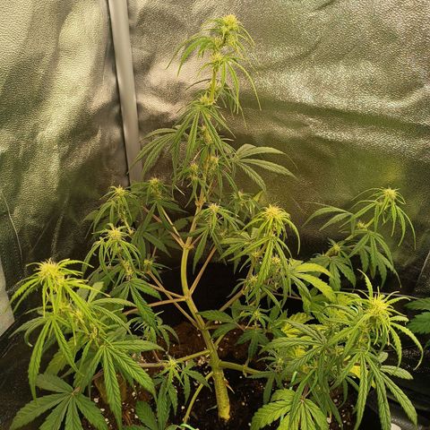 Candy Rain  growlog timeline photo