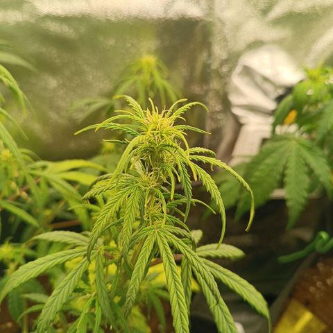Candy Rain  growlog timeline photo