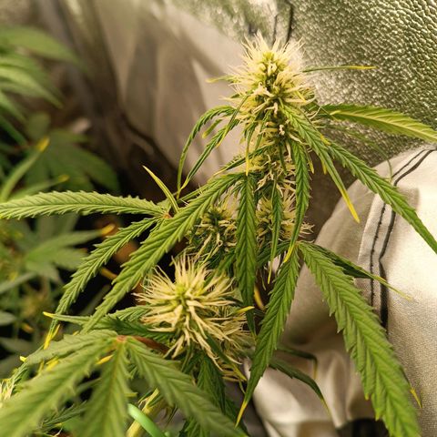 Gelato growlog timeline photo