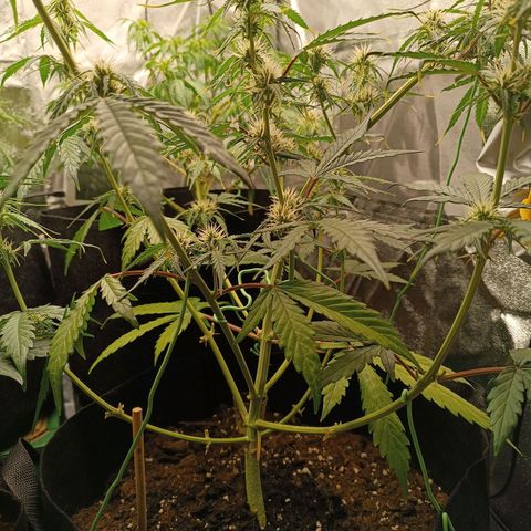 Gelato growlog timeline photo
