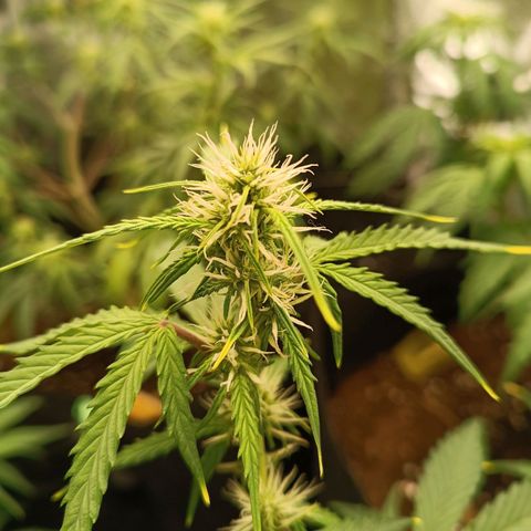 Gelato growlog timeline photo