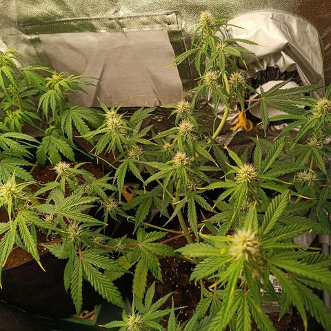 Gelato growlog timeline photo