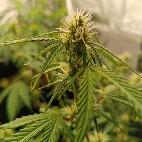 Gelato growlog timeline photo