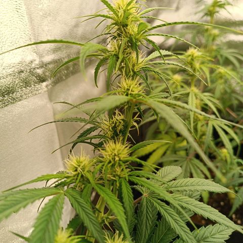 Fat Banana growlog timeline photo