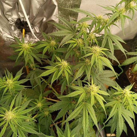 Fat Banana growlog timeline photo
