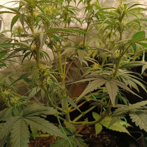 Fat Banana growlog timeline photo