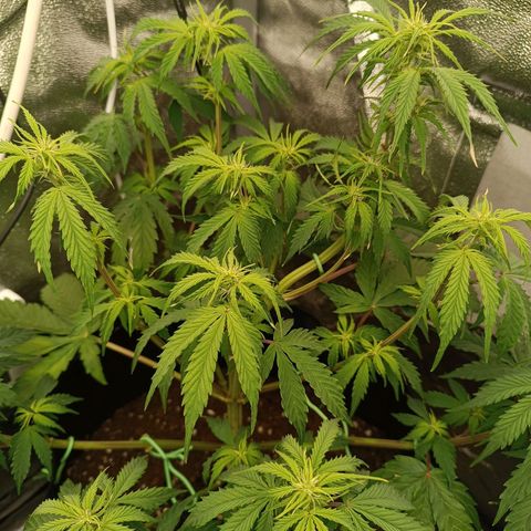 Purple CousKush  growlog timeline photo
