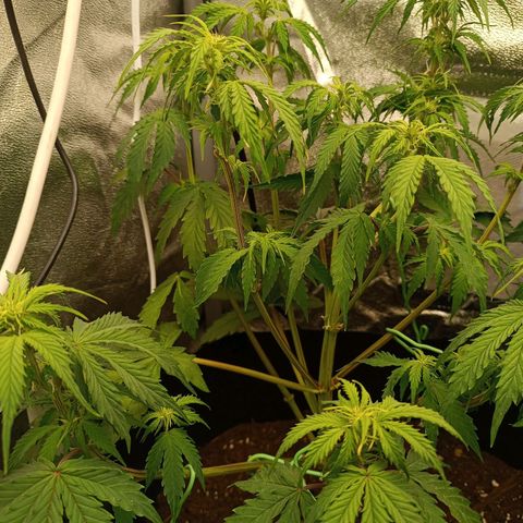 Purple CousKush  growlog timeline photo