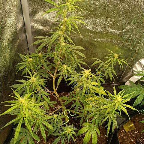 Candy Rain  growlog timeline photo
