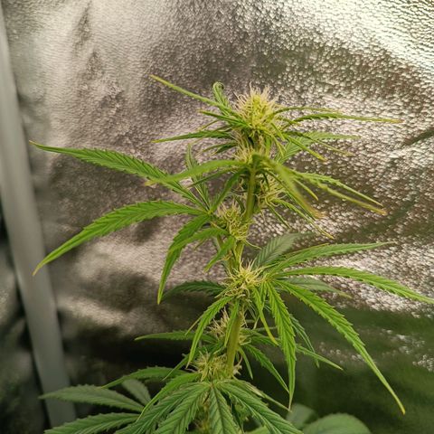 Candy Rain  growlog timeline photo