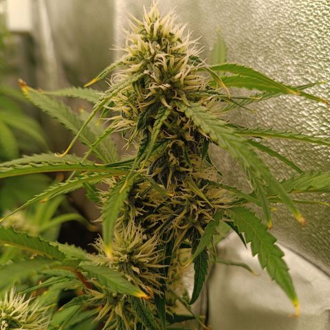 Gelato growlog timeline photo