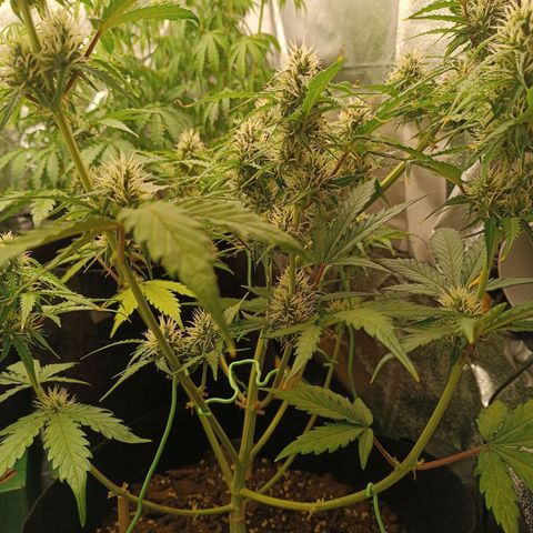 Gelato growlog timeline photo