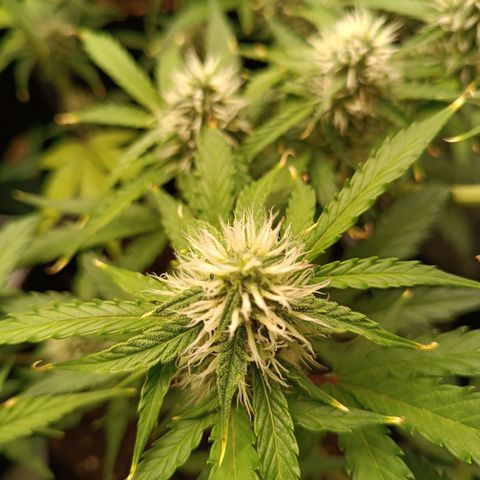 Gelato growlog timeline photo