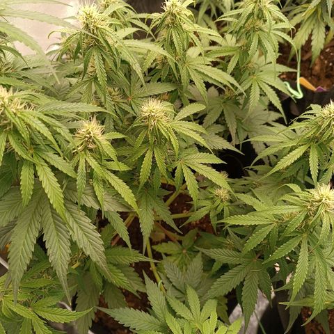 Fat Banana growlog timeline photo