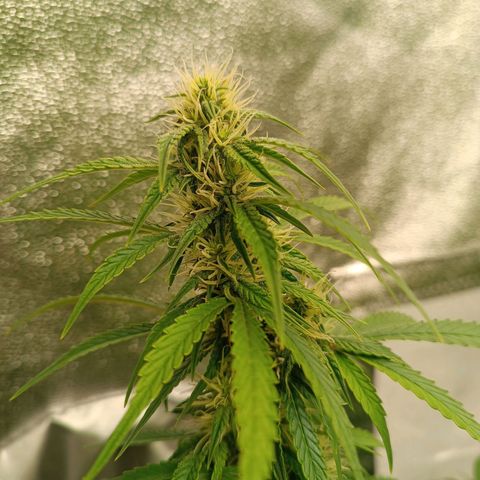 Fat Banana growlog timeline photo