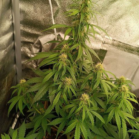 Fat Banana growlog timeline photo