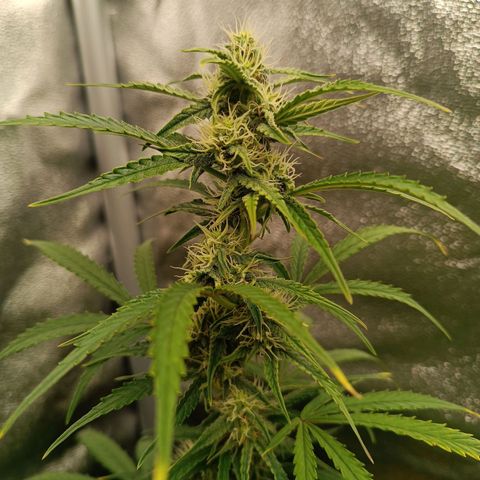Candy Rain  growlog timeline photo