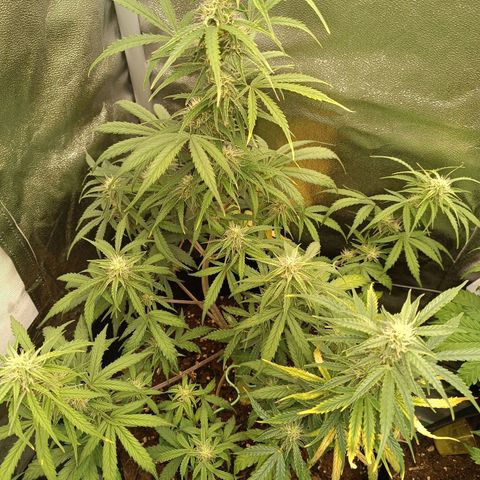 Candy Rain  growlog timeline photo