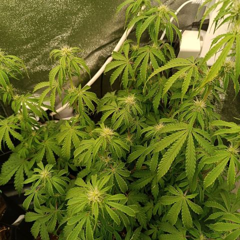 Purple CousKush  growlog timeline photo