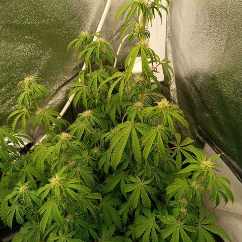 Purple CousKush  growlog timeline photo