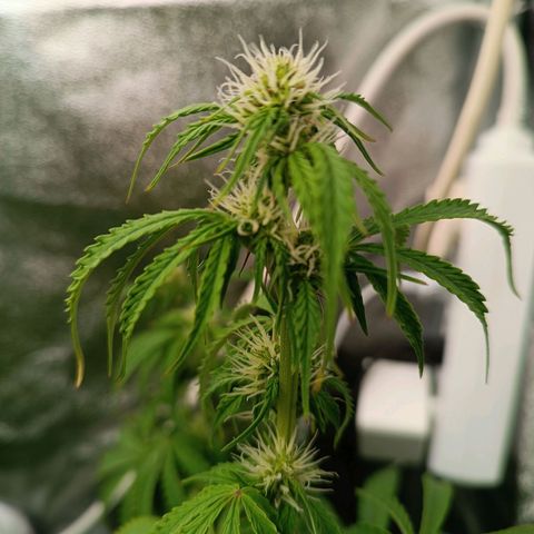Purple CousKush  growlog timeline photo