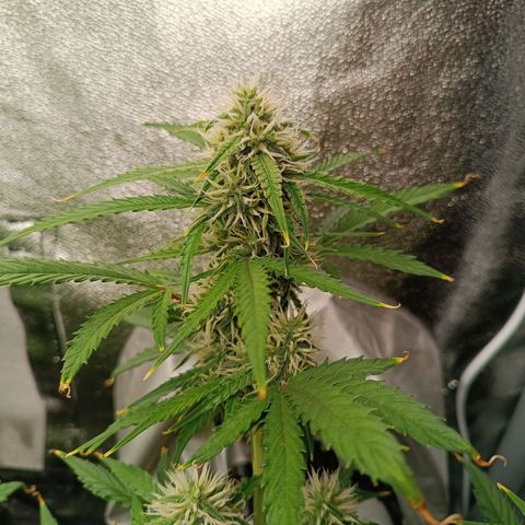 Gelato growlog timeline photo