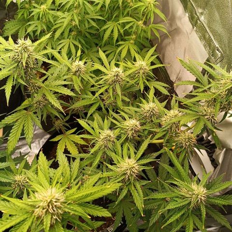 Gelato growlog timeline photo