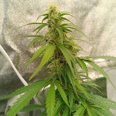 Fat Banana growlog timeline photo