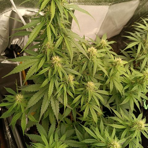 Fat Banana growlog timeline photo