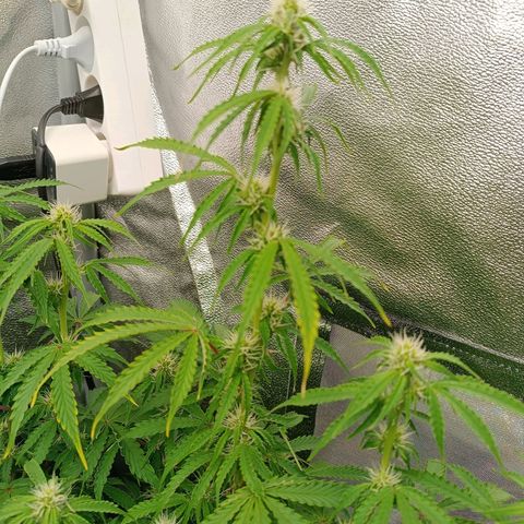 Purple CousKush  growlog timeline photo