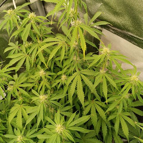Purple CousKush  growlog timeline photo