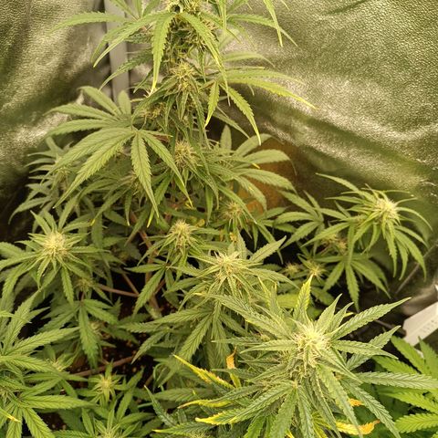 Candy Rain  growlog timeline photo