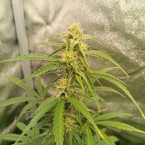 Candy Rain  growlog timeline photo