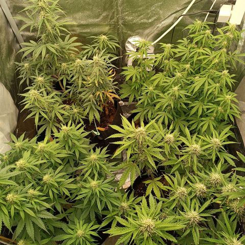 Fat Banana growlog timeline photo