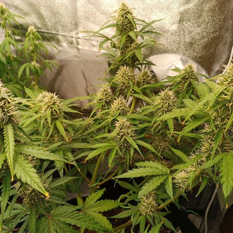 Gelato growlog timeline photo