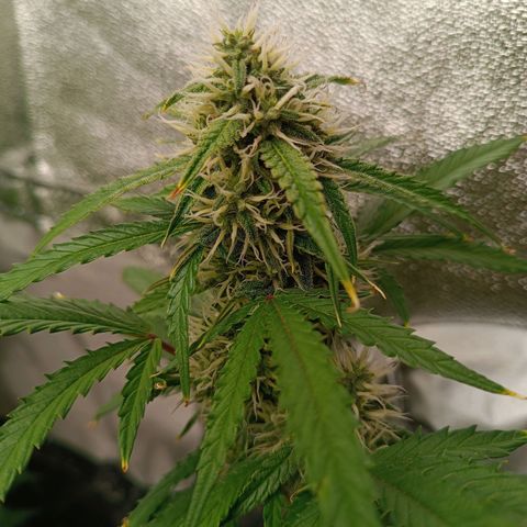 Gelato growlog timeline photo