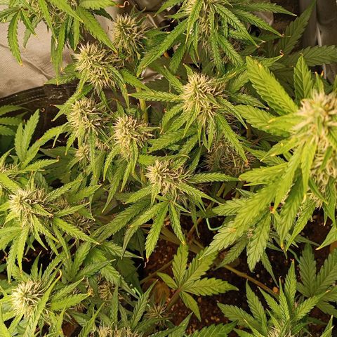 Gelato growlog timeline photo