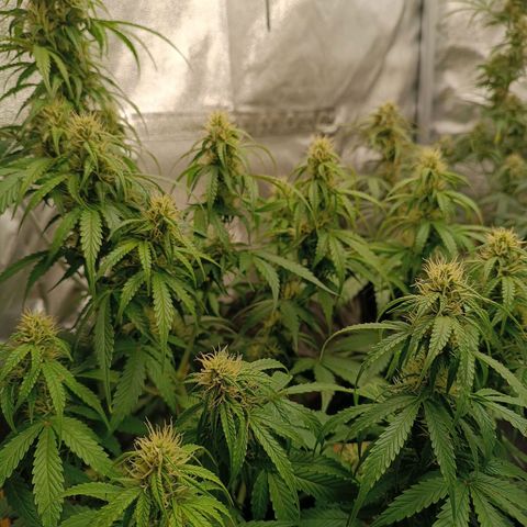 Fat Banana growlog timeline photo