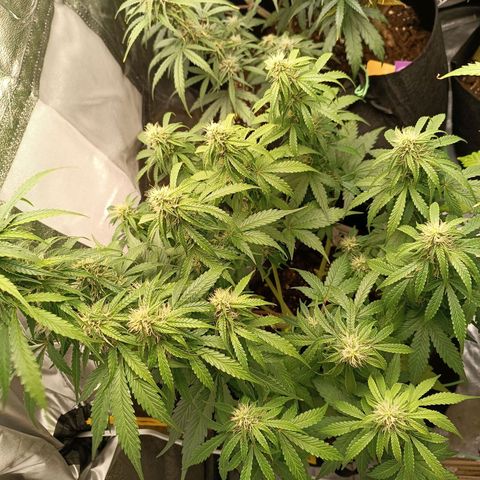 Fat Banana growlog timeline photo