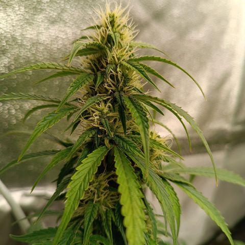 Fat Banana growlog timeline photo