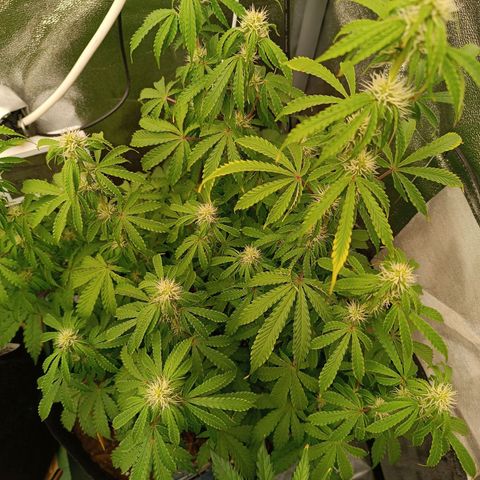 Purple CousKush  growlog timeline photo