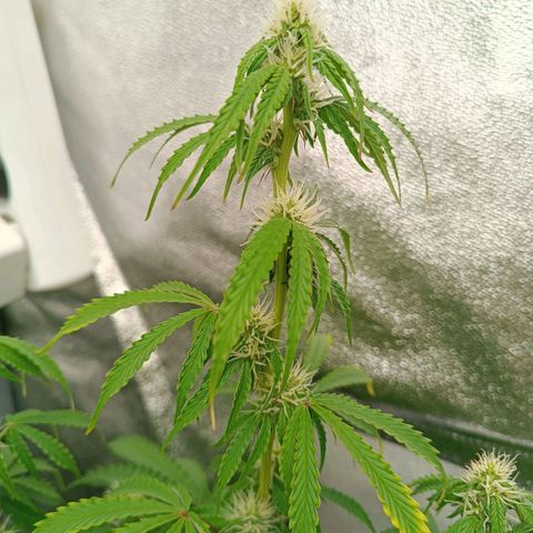 Purple CousKush  growlog timeline photo