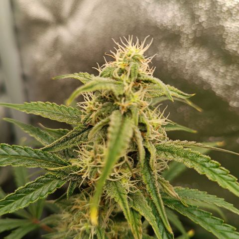 Candy Rain  growlog timeline photo