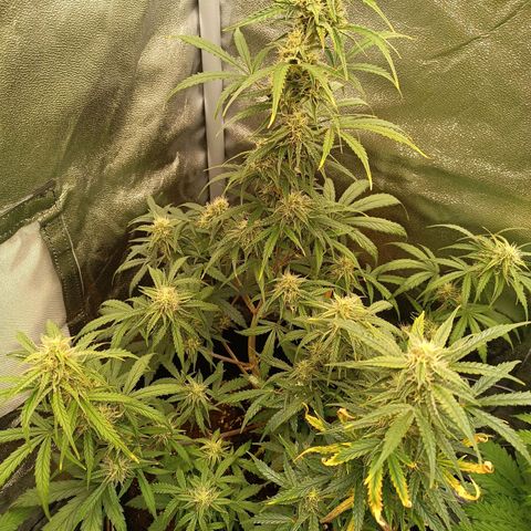 Candy Rain  growlog timeline photo