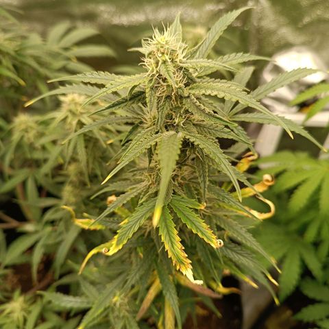 Candy Rain  growlog timeline photo