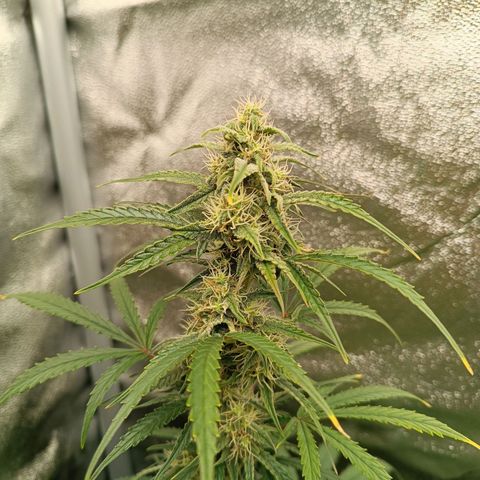 Candy Rain  growlog timeline photo