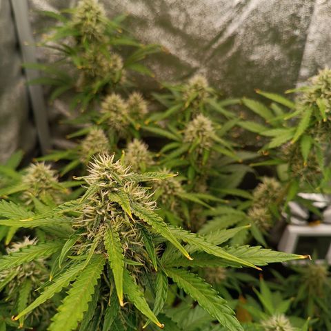 Gelato growlog timeline photo