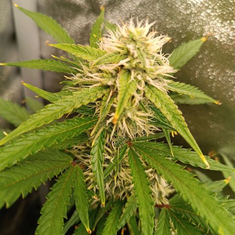 Gelato growlog timeline photo